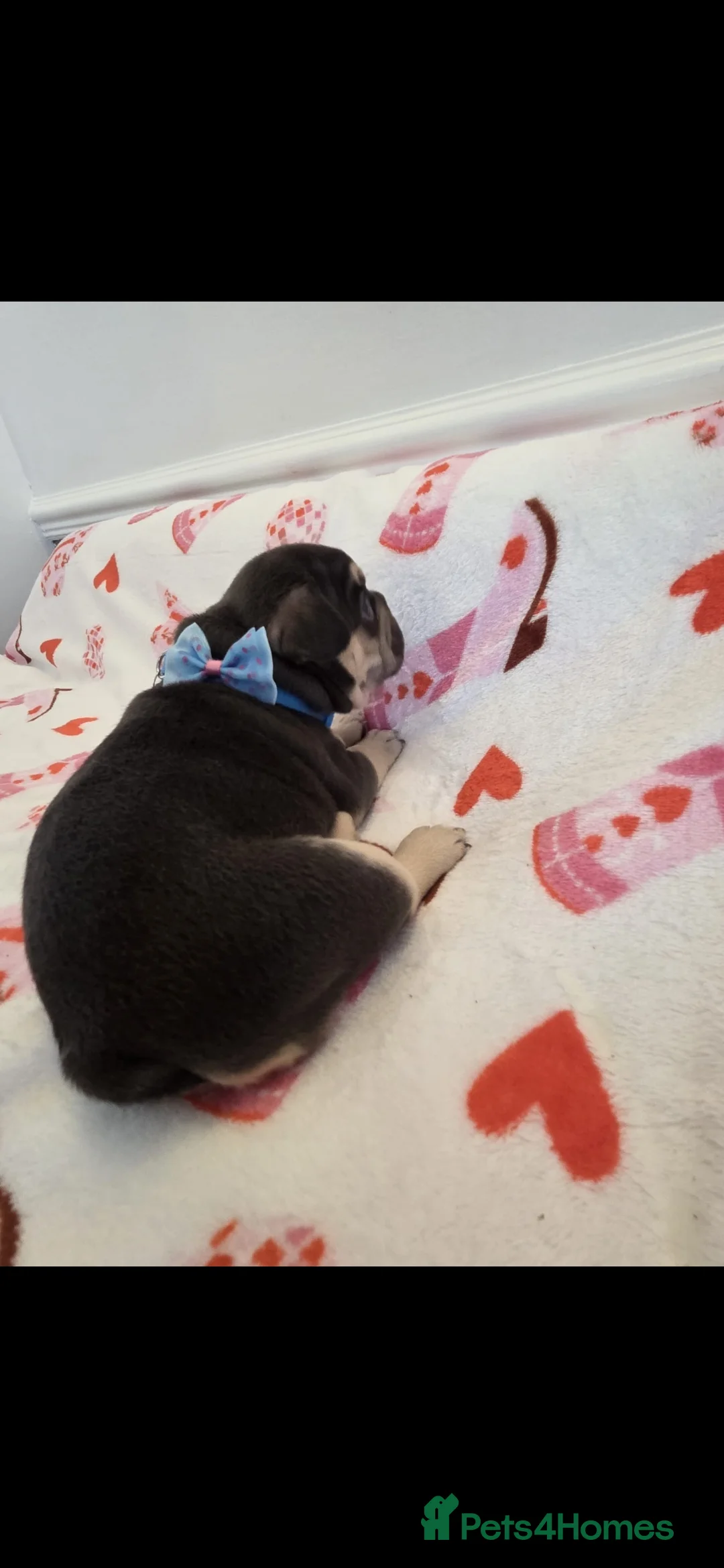 French Bulldog dogs for sale: Beautiful Frenchie puppies - Advert 35