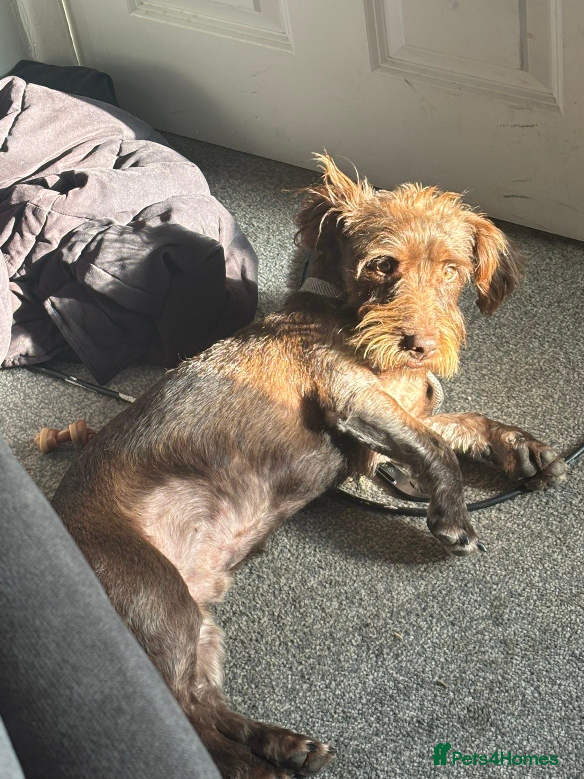 Mixed Breed dogs Dachshund cross patterdale - Advert 1