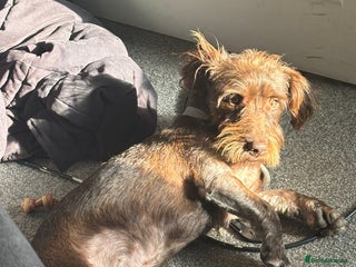 Mixed Breed dogs Dachshund cross patterdale - Advert 1