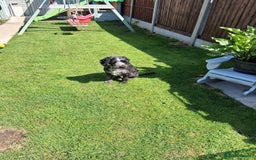 Cockapoo dogs for sale: 3 yr old male cockapoo - Image 3