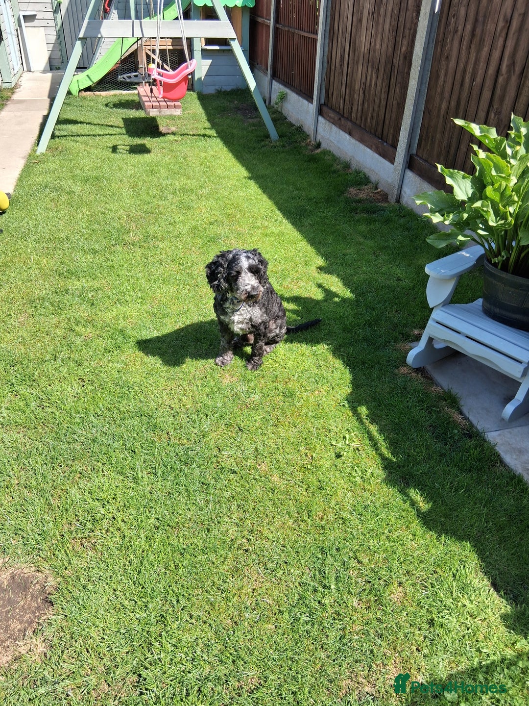 Cockapoo dogs for sale: 3 yr old male cockapoo - Image 3