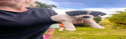 Jack Russell dogs for sale: 3 Jack Russell Boys - Advert 5