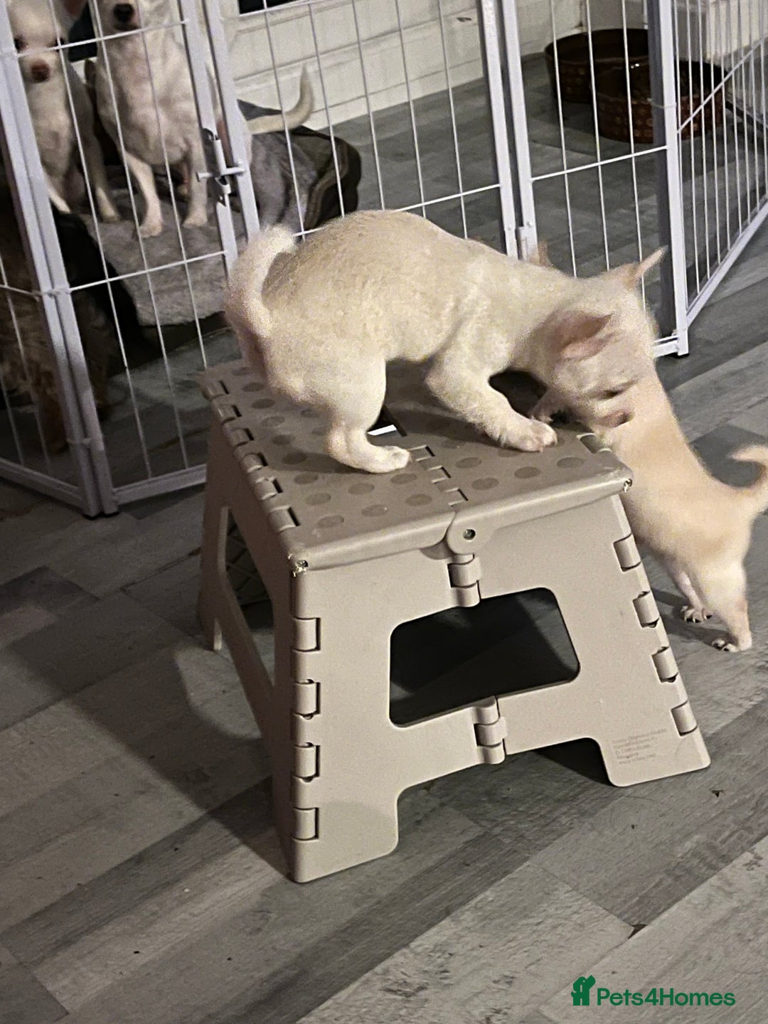 Chihuahua dogs for sale: Pure girl chihuahua  - Advert 1