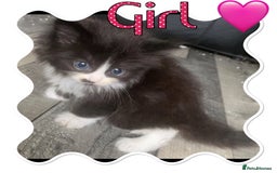 Ragdoll cats for sale: Half ragdoll kittens  - Image 2