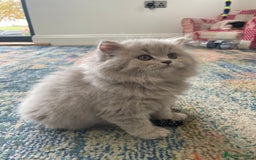 British Longhair cats for sale: Stunning litter of British long hair - Image 12