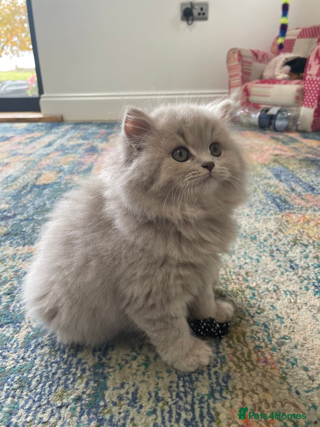 British Longhair cats for sale: Stunning litter of British long hair - Image 12