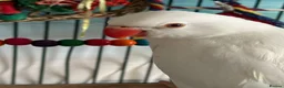 Ringnecks birds for sale: female  in Ipswich - Advert 3