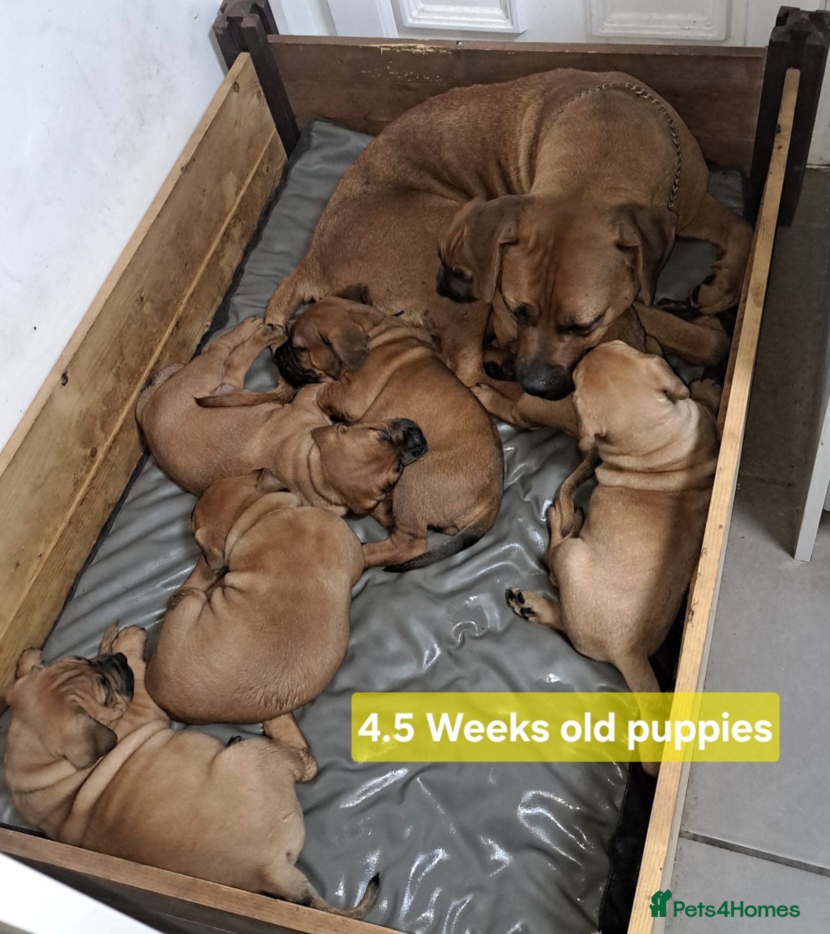 Boerboel dogs Boreboel (Bella) gave birth, 3 girls left - Advert 12