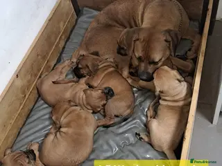 Boerboel dogs Boreboel (Bella) gave birth, 3 girls left - Advert 12