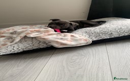 Staffordshire Bull Terrier dogs for sale: Blue brindle staffy - Image 2