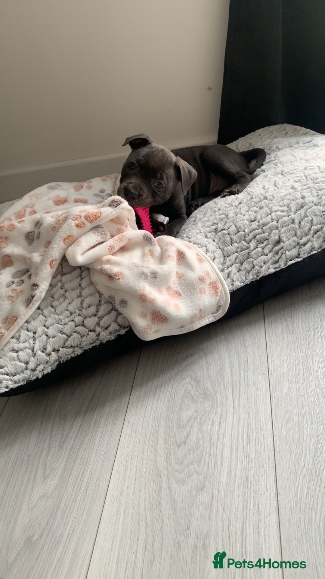 Staffordshire Bull Terrier dogs for sale: Blue brindle staffy - Image 2