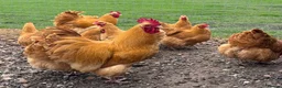 Chickens poultry for sale: Show Quality Hatching Eggs Various Breeds  - Advert 15