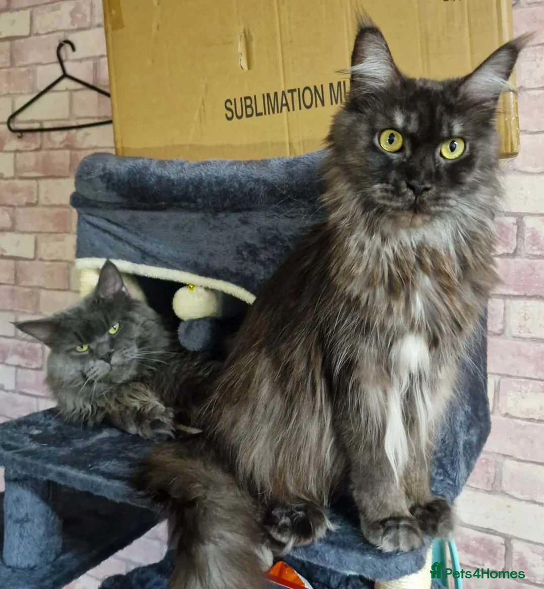 Maine Coon cats for sale: Maine coon kitten  - Advert 6