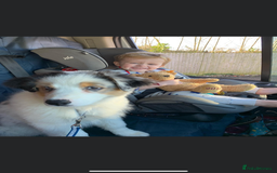 Australian Shepherd dogs for sale: Beautiful Australian Shepherd looking for new home - Image 7