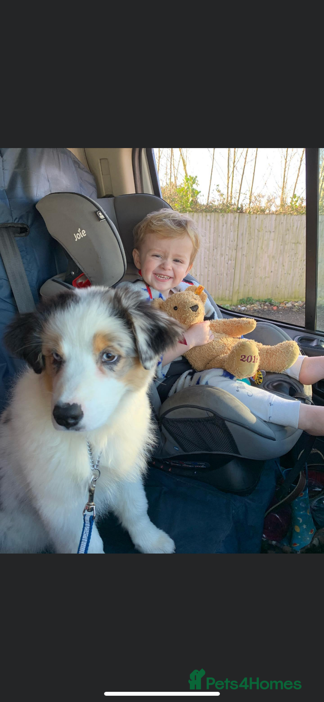 Australian Shepherd dogs for sale: Beautiful Australian Shepherd looking for new home - Image 7