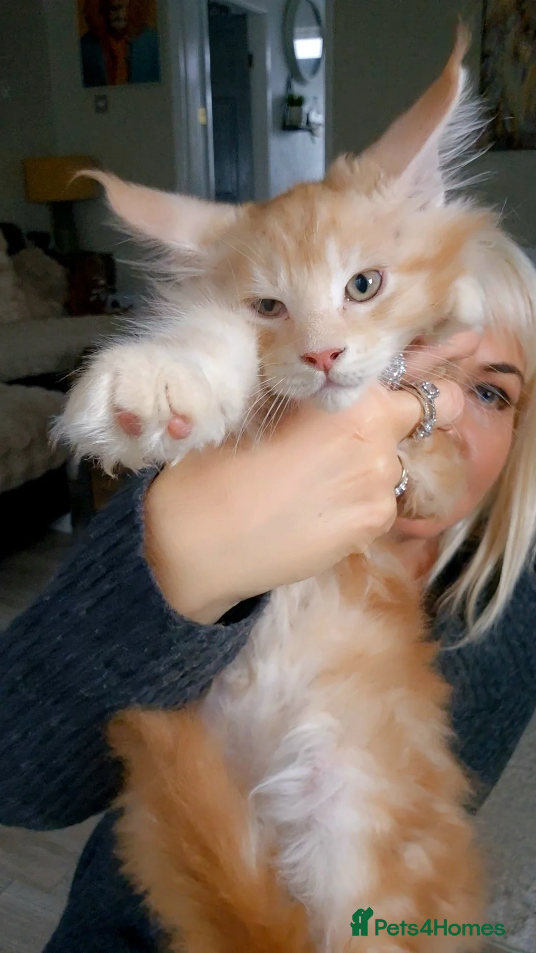 Maine Coon cats for sale: Beautiful Maine Coon boys . - Advert 25