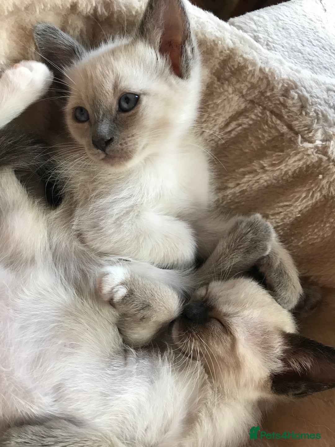 Tonkinese cats for sale: Exquisite Tonkdolls - Image 12