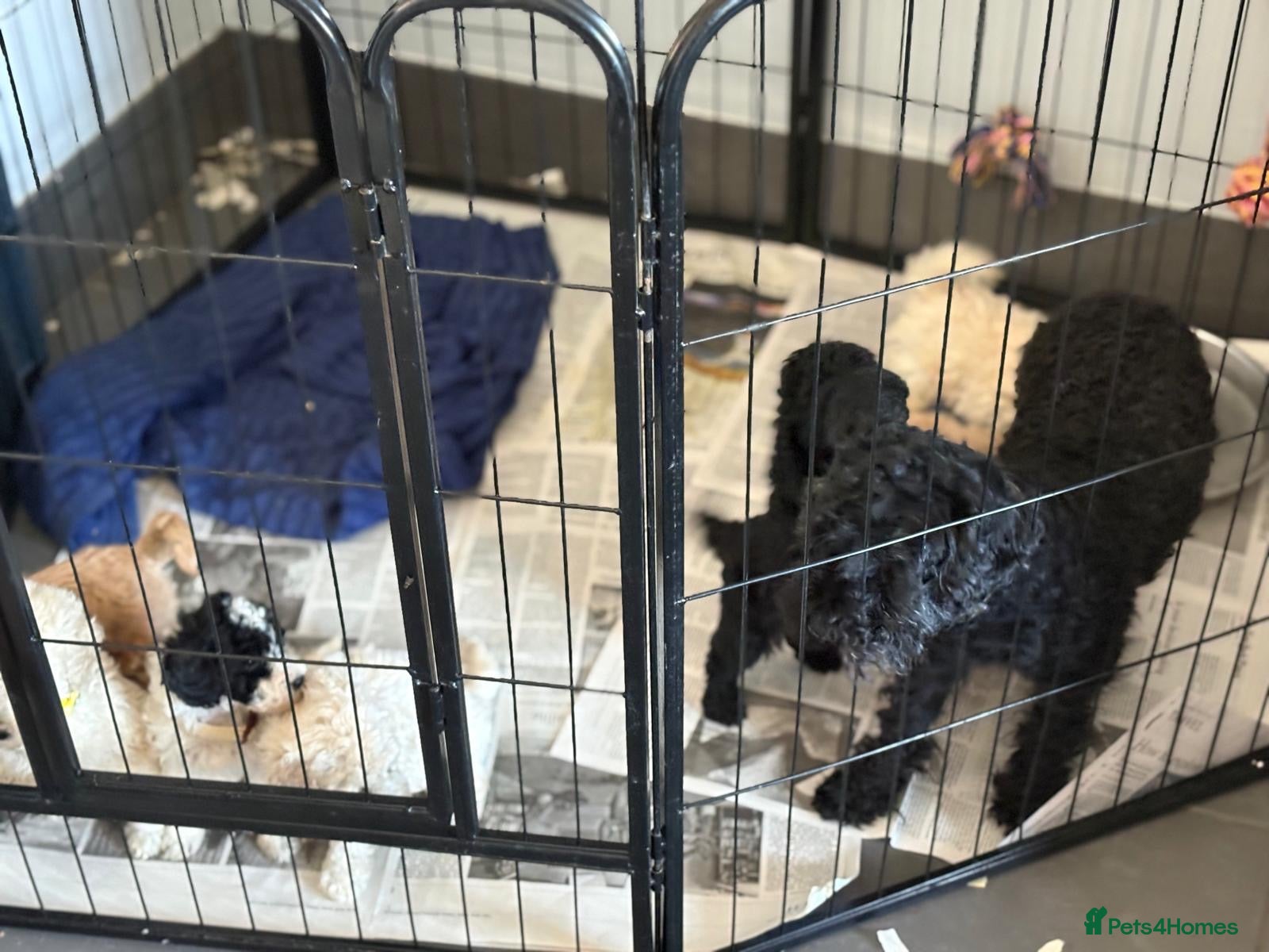 Toy Poodle dogs REDUCED Poodle puppies from health tested parents  - Advert 2