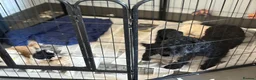 Toy Poodle dogs for sale: Poodle puppies from health tested parents  in Gravesend - Advert 20
