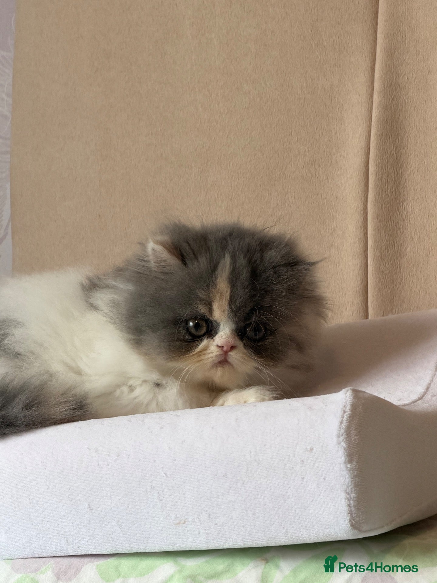 Persian cats Persian kittens - Advert 2