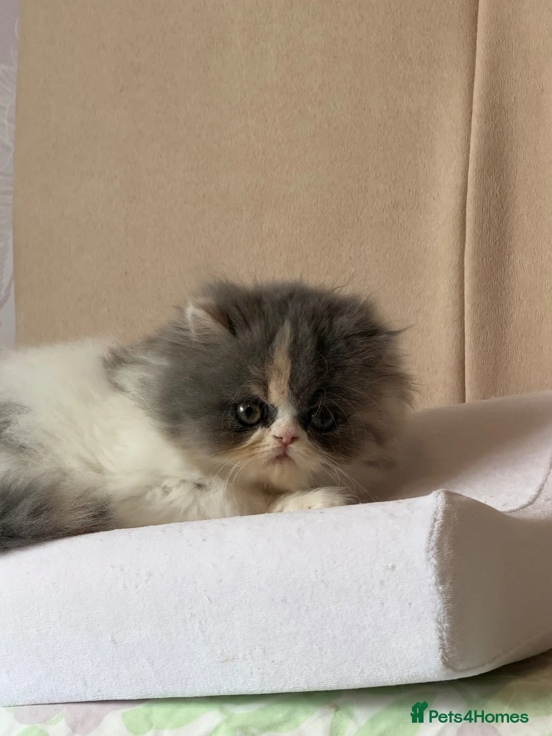 Persian cats for sale: Persian kittens - Advert 2