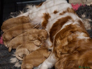 Cavapoo dogs for sale: Adorable F1 Cavapoo puppies - Advert 1