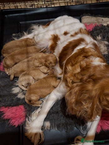 Cavapoo dogs Adorable F1 Cavapoo puppies - Advert 1