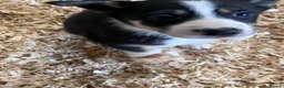 Mixed Breed dogs for sale: Beautiful tri colour border collie pups in Builth Wells - Advert 8
