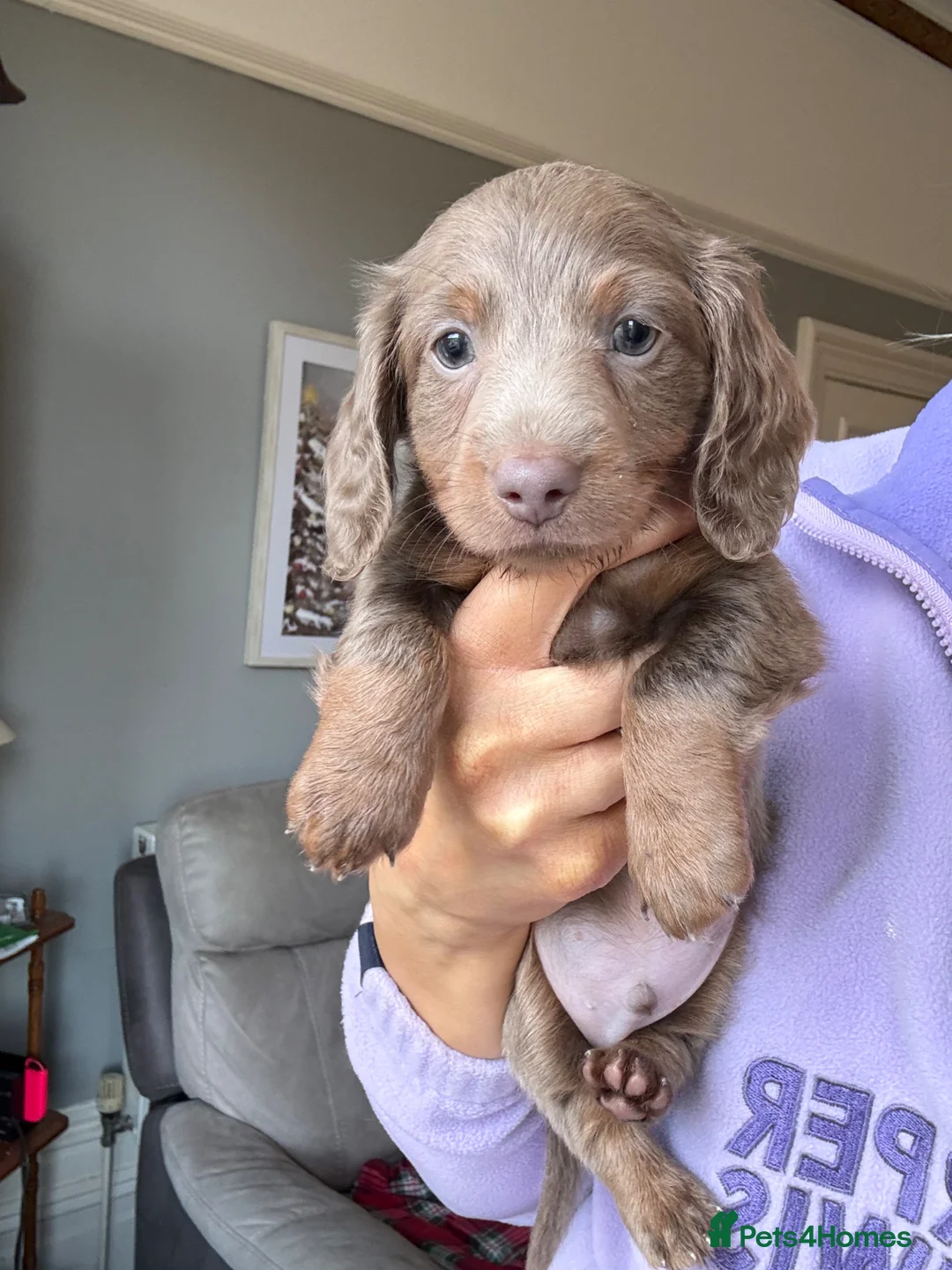 Miniature Dachshund dogs for sale: 1 Left KC REGISTERED MINIATURE DACHSHUND PUPPIES - Advert 1