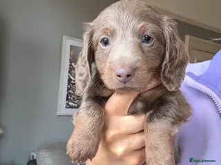 Miniature Dachshund dogs 1 Left KC REGISTERED MINIATURE DACHSHUND PUPPIES - Advert 18