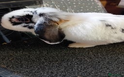 Mini Lop rabbits for sale: Mini Lop for sale  - Image 4