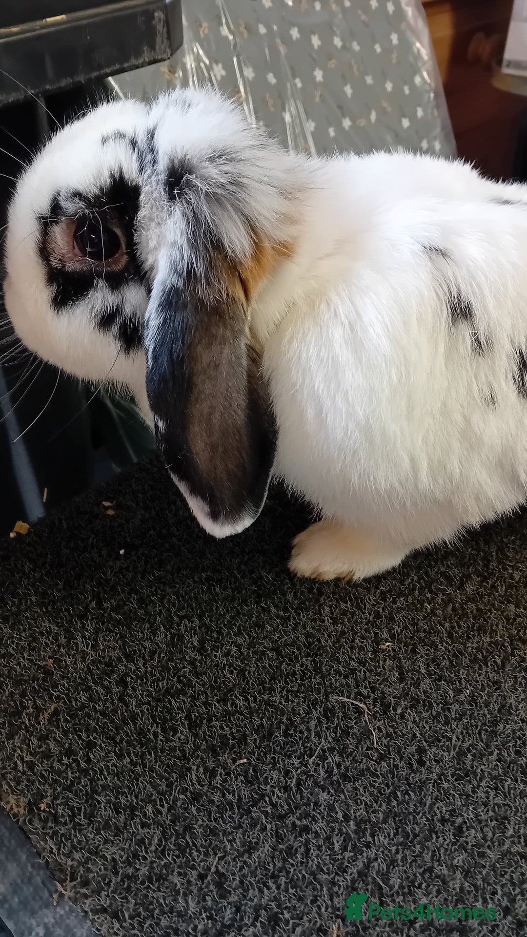 Mini Lop rabbits for sale: Mini Lop for sale  - Image 4