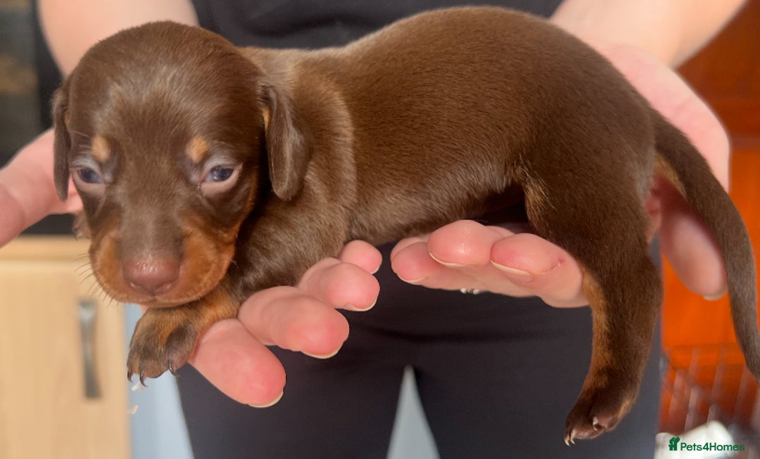Dachshund dogs for sale: 7 Dachshund Puppies light & dark dapple and brown - Image 12