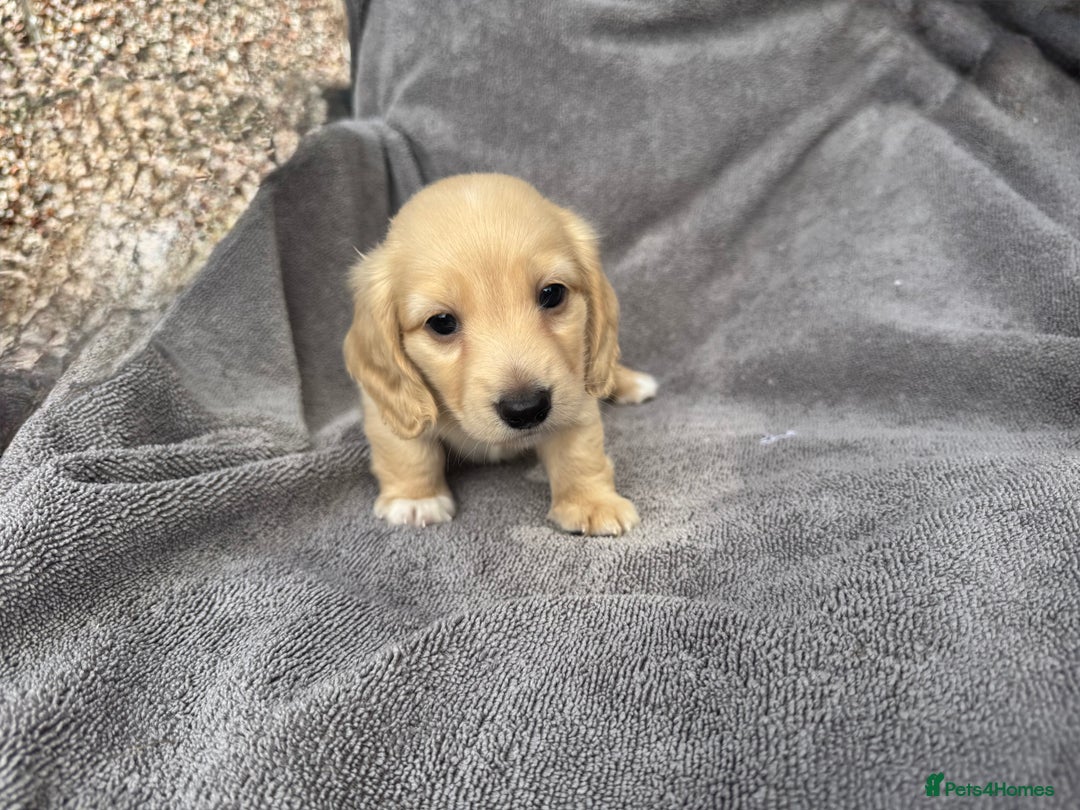 Miniature Dachshund dogs for sale: True Long hair English cream KC miniature  - Image 5