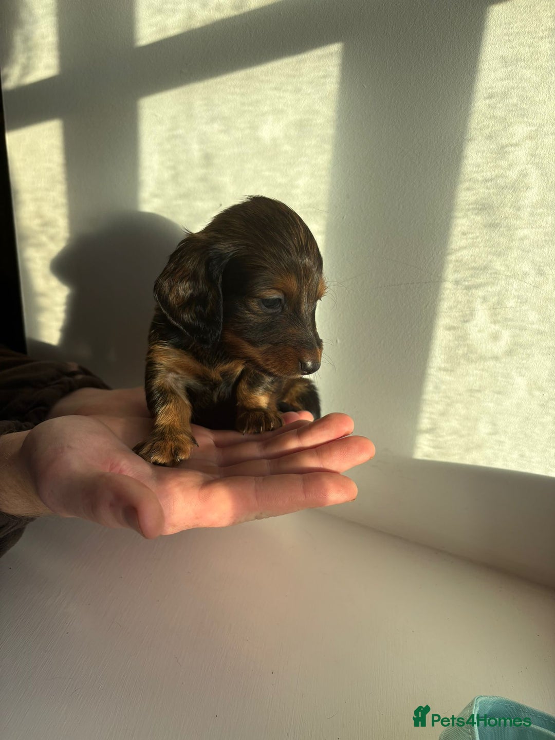 Miniature Dachshund dogs for sale: AWESOME MINIATURE PUPPIES - Advert 7