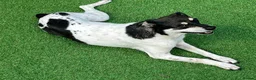 Mixed Breed dogs for adoption: Stella ⭐️ - Advert 4