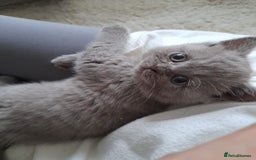 British Shorthair cats for sale: Britishshort hair kitten ready now - Image 3