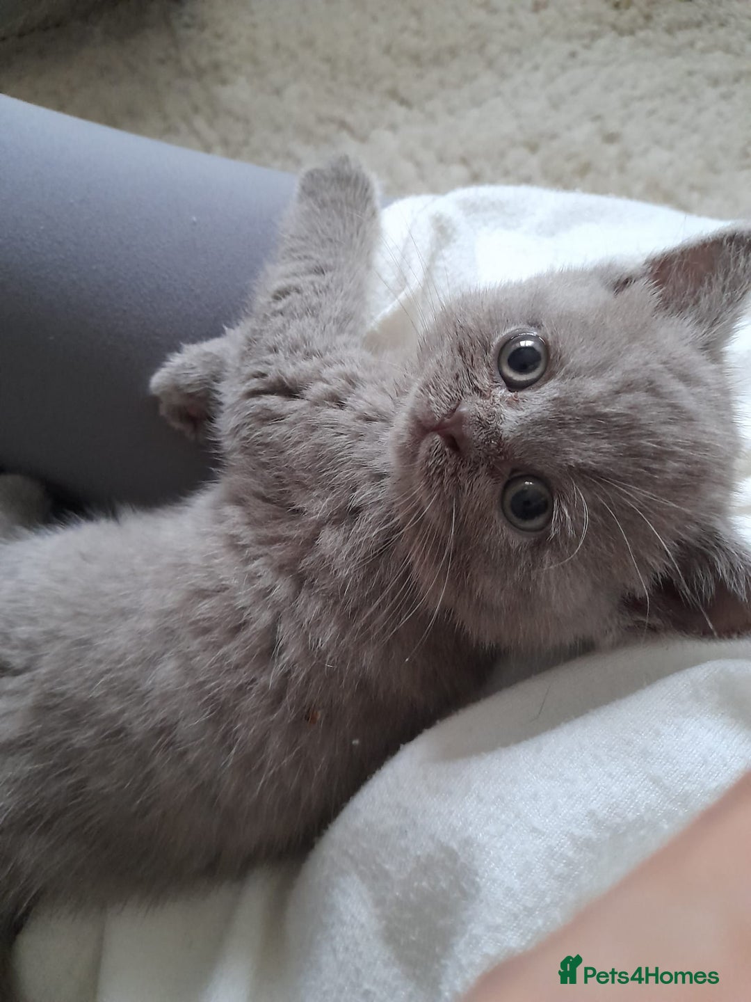 British Shorthair cats for sale: Britishshort hair kitten ready now - Image 3