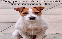 Jack Russell dogs for sale: Jack Russell terrier pup  - Image 7