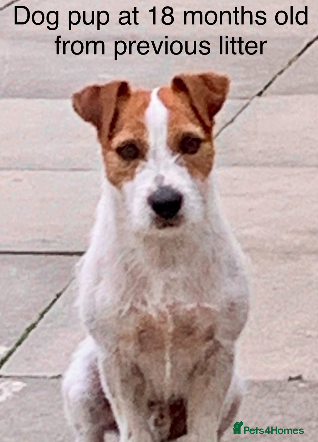 Jack Russell dogs for sale: Jack Russell terrier pup  - Image 7