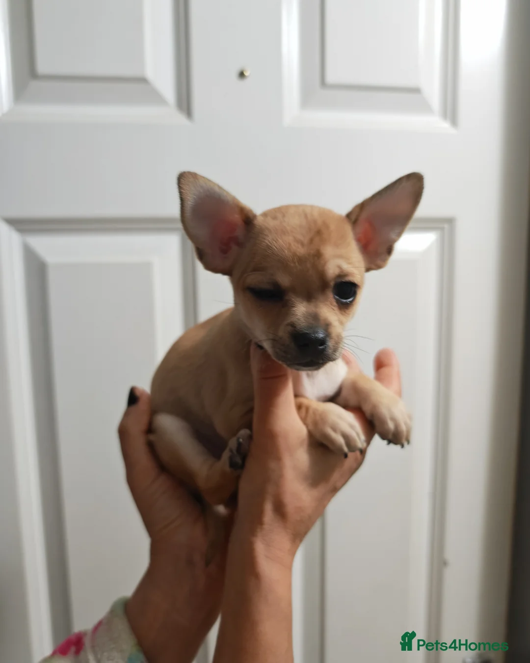 Chihuahua dogs for sale: Chihuahua puppys - Advert 34