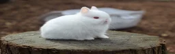 Netherland Dwarf rabbits for sale: Beautiful Netherland Dwarf Baby Rabbits  - Advert 10