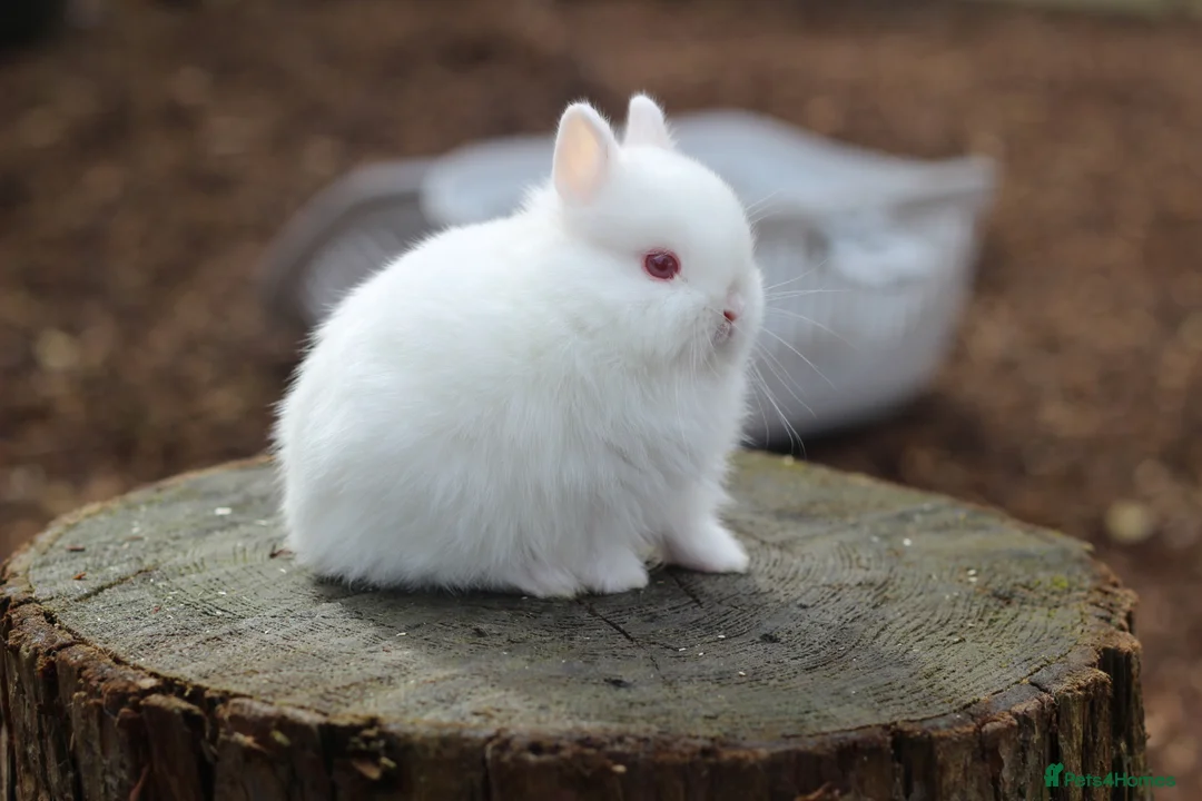 Netherland Dwarf rabbits for sale: Beautiful Netherland Dwarf Baby Rabbits  - Advert 10