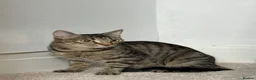 Mixed Breed cats for sale: Minnie, Tabby Mix - Advert 3