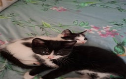Mixed Breed cats for sale: seven funny kittens - Image 10