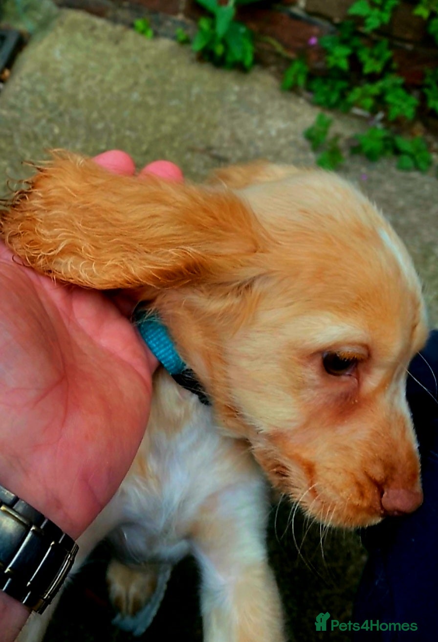 Cocker Spaniel dogs 2Boys left forever homes - Advert 4