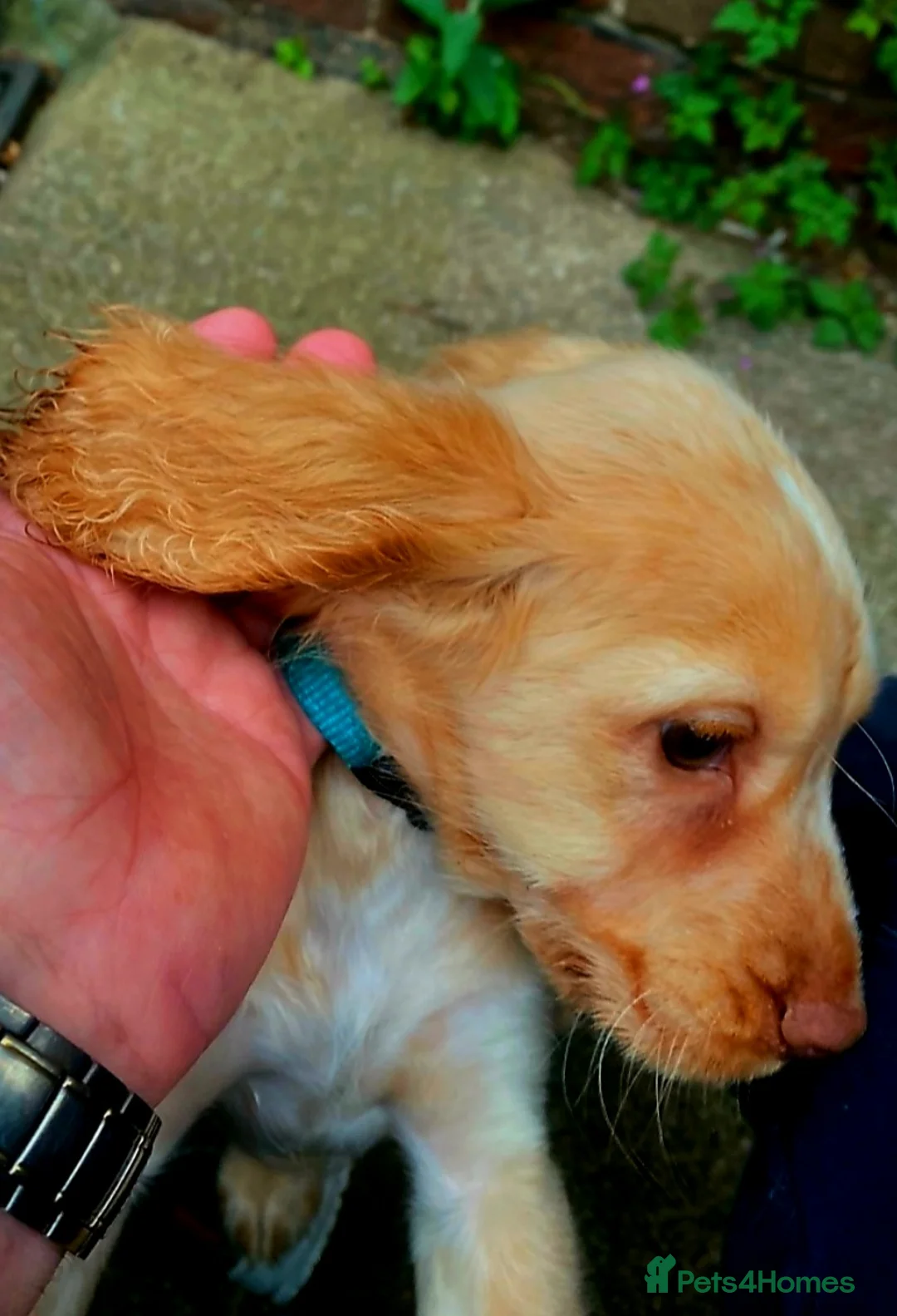 Cocker Spaniel dogs for sale:  700 pounds 2Boys left forever homes 12 weeks old - Advert 2