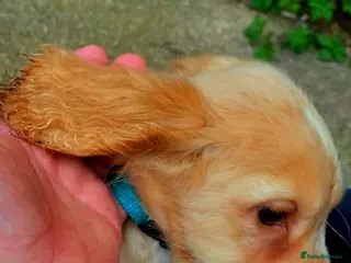 Cocker Spaniel dogs 2Boys left forever homes - Advert 4