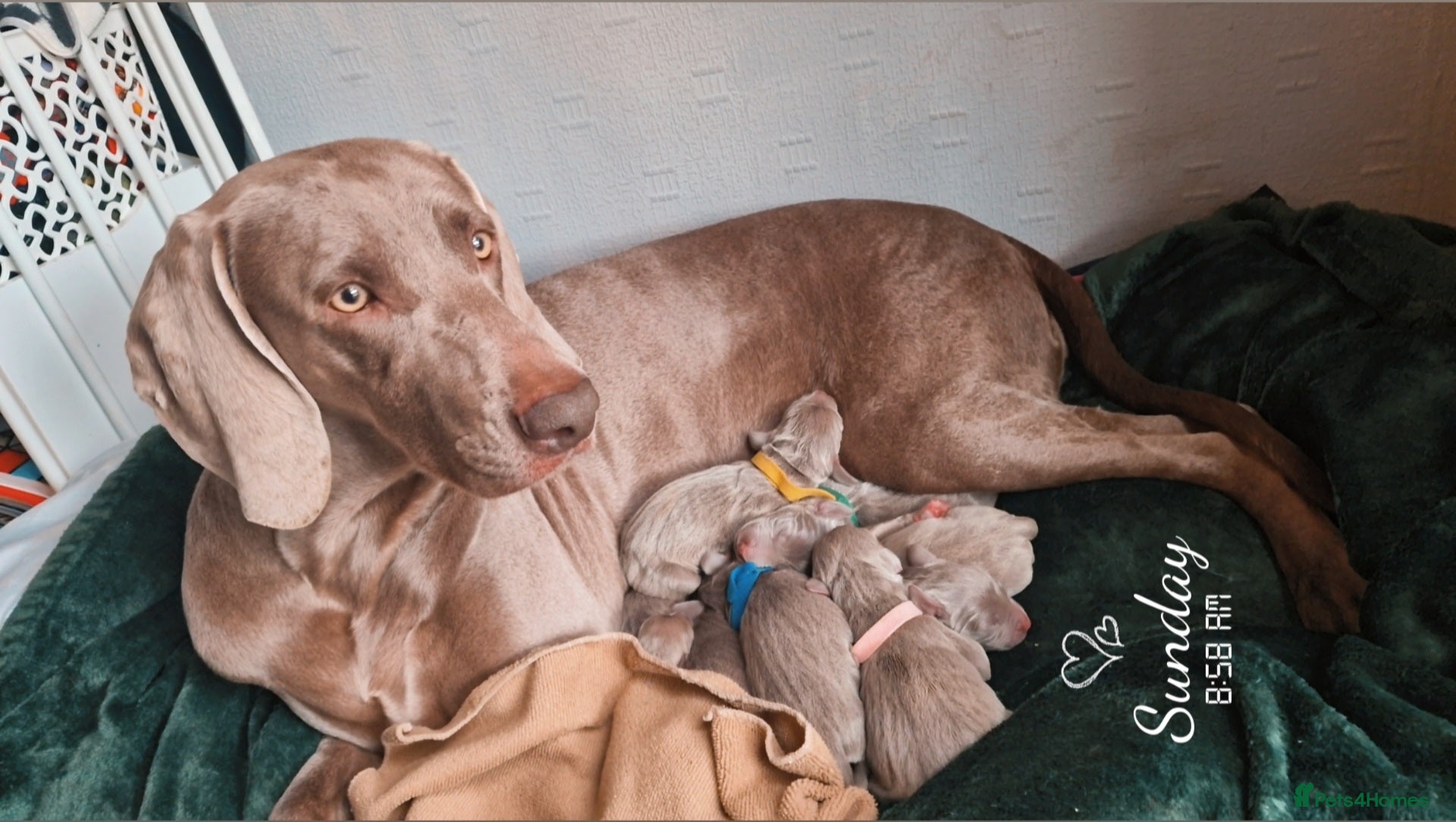 Weimaraner dogs for sale: Weimaraner Puppies Looking for Their Forver Home🐾 in Shrewsbury - Advert 1