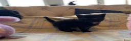 Mixed Breed cats for sale: Beautiful kittens with fantastic temperaments🐱 - Advert 4